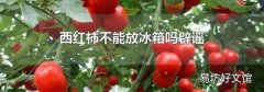 西红柿不能放冰箱吗辟谣