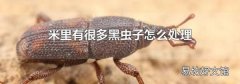 米里有很多黑虫子怎么处理