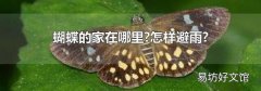 蝴蝶的家在哪里?怎样避雨?
