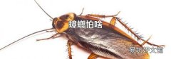 蟑螂怕啥