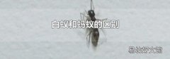 白蚁和蚂蚁的区别