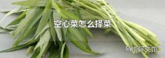 空心菜怎么择菜