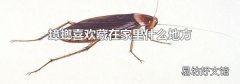 蟑螂喜欢藏在家里什么地方