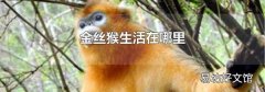 金丝猴生活在哪里