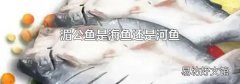 湄公鱼是海鱼还是河鱼