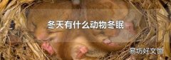 冬天有什么动物冬眠