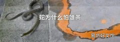 蛇为什么怕雄黄