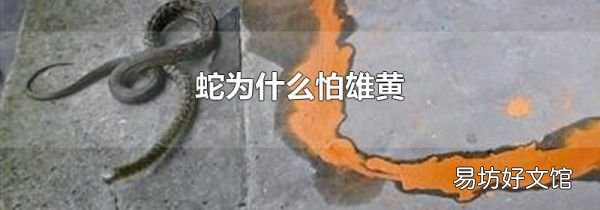 蛇为什么怕雄黄
