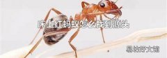 床上红蚂蚁怎么找到源头
