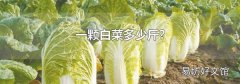 一颗白菜多少斤?