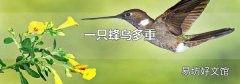一只蜂鸟多重