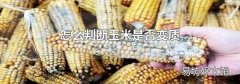 怎么判断玉米是否变质