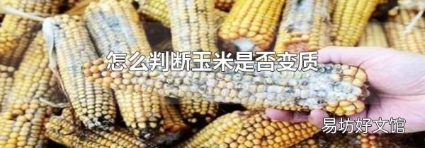 怎么判断玉米是否变质