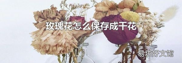 玫瑰花怎么保存成干花