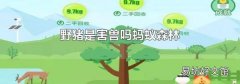 野猪是害兽吗蚂蚁森林