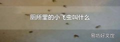 厕所里的小飞虫叫什么