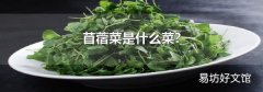 苜蓿菜是什么菜?