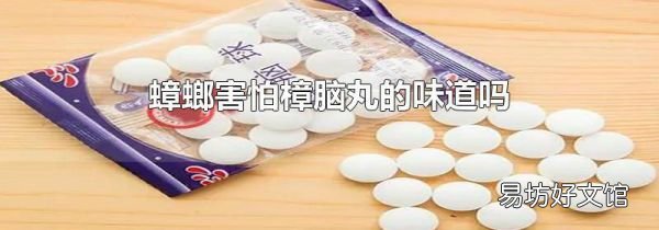 蟑螂害怕樟脑丸的味道吗