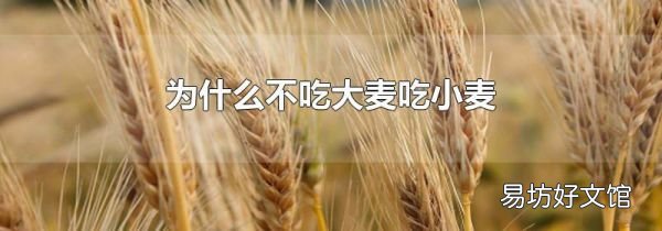 为什么不吃大麦吃小麦