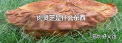 肉灵芝是什么东西