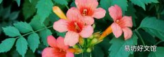 凌霄花可以泡水喝吗