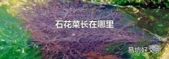 石花菜长在哪里