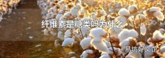 纤维素是糖类吗为什么