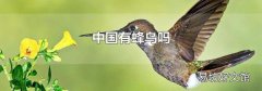 中国有蜂鸟吗