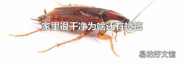 家里很干净为啥还有蟑螂