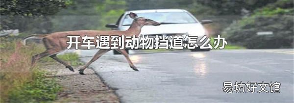 开车遇到动物挡道怎么办