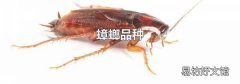 蟑螂品种
