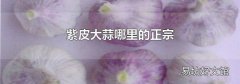 紫皮大蒜哪里的正宗