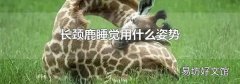 长颈鹿睡觉用什么姿势