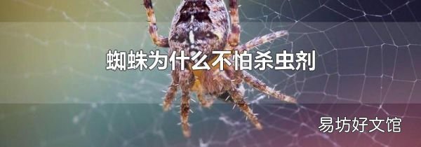 蜘蛛为什么不怕杀虫剂