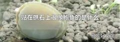 贴在礁石上很像鲍鱼的是什么