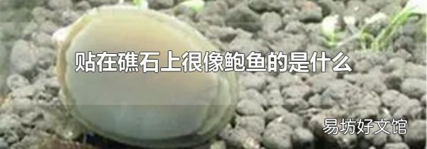 贴在礁石上很像鲍鱼的是什么