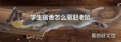 学生宿舍怎么驱赶老鼠