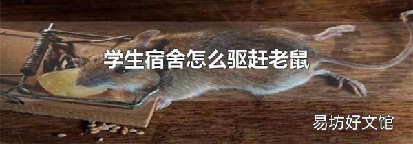 学生宿舍怎么驱赶老鼠