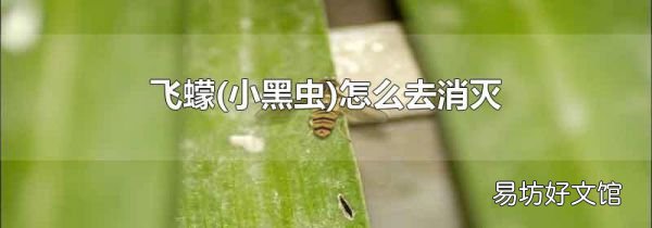 小黑虫 飞蠓怎么去消灭