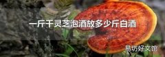 一斤干灵芝泡酒放多少斤白酒