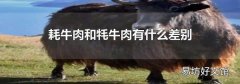 耗牛肉和牦牛肉有什么差别