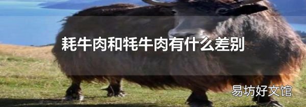耗牛肉和牦牛肉有什么差别