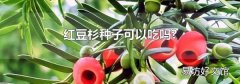 红豆杉种子可以吃吗?