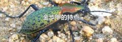 金步甲的特点