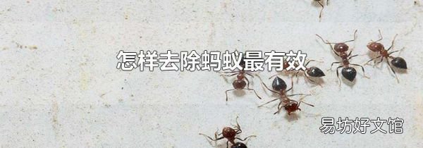 怎样去除蚂蚁最有效