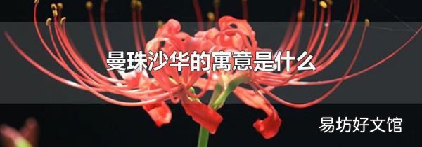 曼珠沙华的寓意是什么