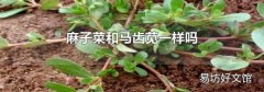 麻子菜和马齿苋一样吗