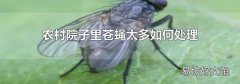 农村院子里苍蝇太多如何处理