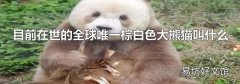 目前在世的全球唯一棕白色大熊猫叫什么