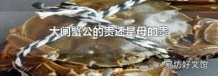 大闸蟹公的贵还是母的贵